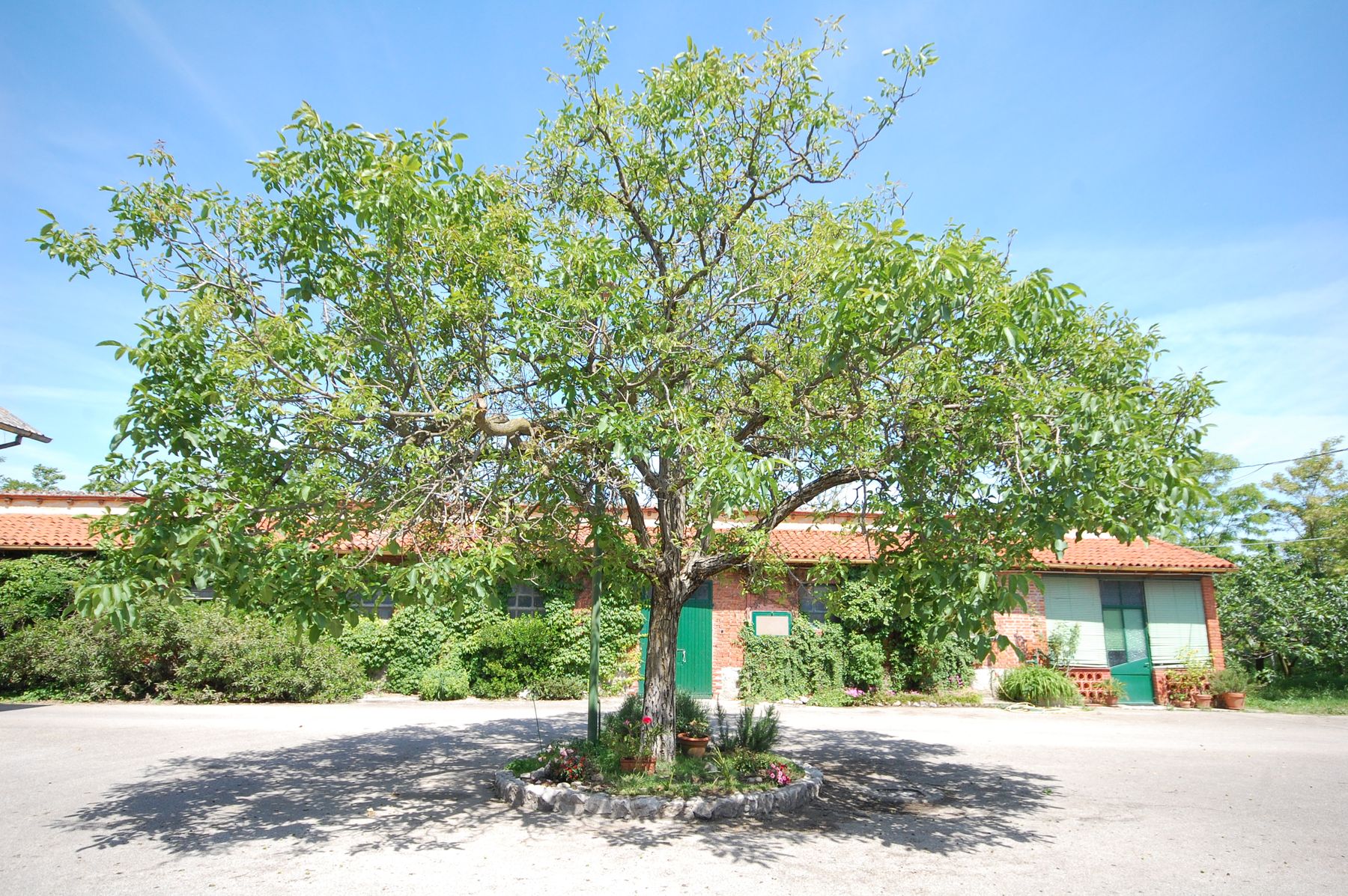 Il grande albero davanti alla casa