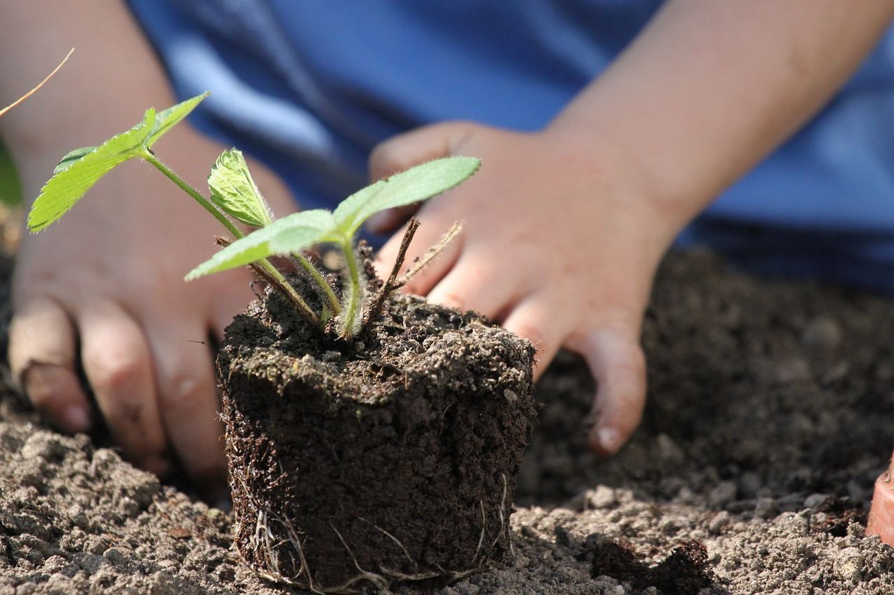 Mani di bambino che piantano una piantina