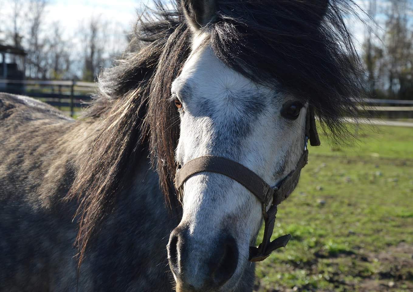Un cavallo della Staccionata